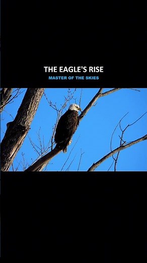 The Painful Transformation of an Eagle 🦅 #wildlife