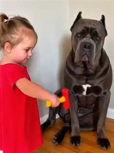 Hilarious Baby and Dog Moments