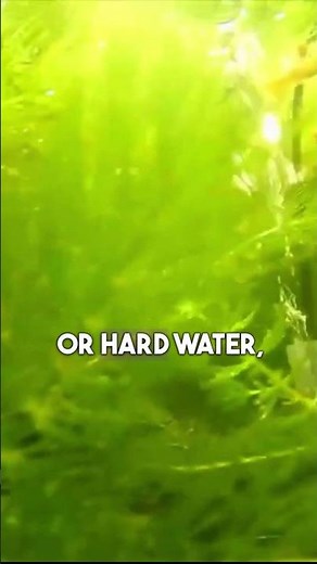 Hornwort's Secret Versatility in Any Water Conditions