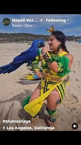 Anodorhynchus is a genus of large blue macaws from open and semi-open habitats in central and eastern South America. | Mexican Indigenous Truth