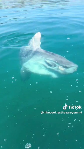 Cuentas recomendadas