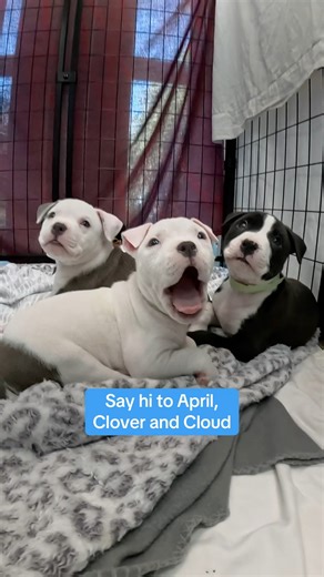 Huge thanks to GoPro for donating camera gear to HSSV and helping our adoptable pets shine! Now you can see Iris, Luna, Ned, Pascal, and so many more just being their lovable, goofy, oh-so-cute selves. 🐶🐱 🐱 Meet them all at hssv.org/adopt 💛 | Humane Society Silicon Valley