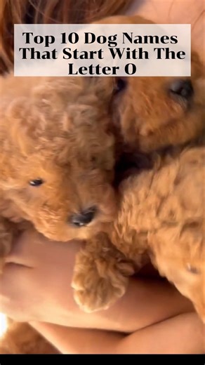 👉 10 Cute Dog Names That Start With O 🐶 #dognames #cutedog #shorts