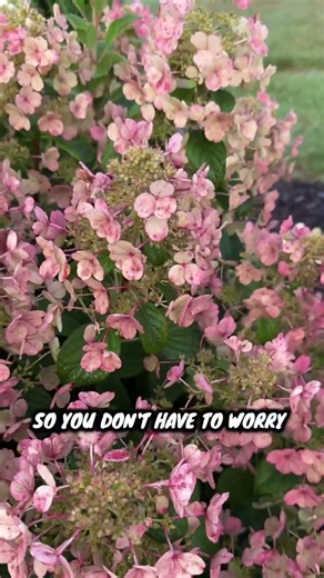 A Little Shrub with a Lot of Wow