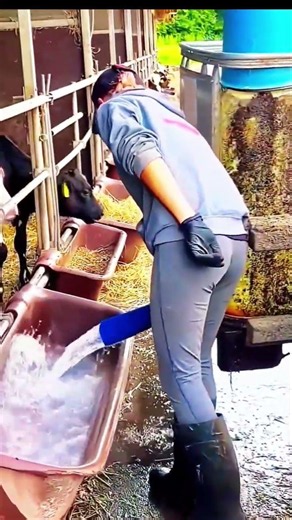 Peaceful Life on the Dairy Farm #agriculture #animallovers #cattle #cowfarming #cow #cowfield