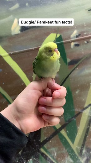 Budgie and Parakeet Gender Identification and Fun Facts