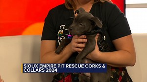 Ashley Bartholomaus (and Walter 🐾) stopped by to tell us about the Corks and Collars event happening tomorrow from 5 to 10 p.m. at Monick Yards. The event will feature a doggy fashion show, auctions, food and drinks and will benefit Sioux Empire Pit Rescue's work! Watch to learn more. | Dakota News Now