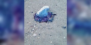 At least 6 people stung by Portuguese man o’ wars at beach, officials say