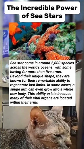 The Incredible Power of Sea Stars