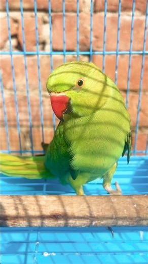 parrot 🦜 || Guju|| #shorts #birds #comedy #funny