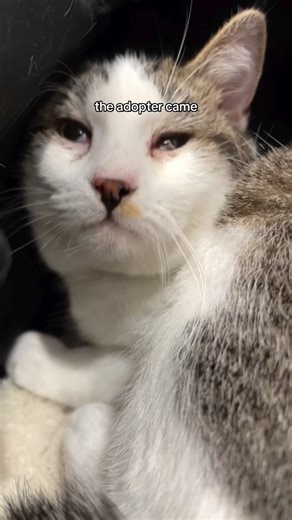 charlotte | a girl + her cats on Instagram: "i couldn’t record too much of the process today, but i’m so happy for him after many months of 0 inquiries 🥹❤️‍🩹 i already miss him!!!! he deserved this _____ #fyp #cats #fostering #catsofinstagram"