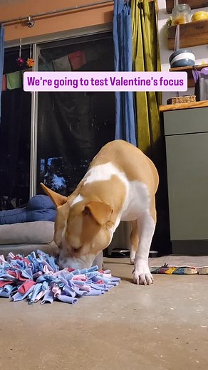 Can you get your dog's attention? | Unleashed Training