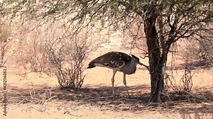 A Kori Bustard foraging and feeding under a pricky camel thorn tree in Kgalagadi Transfrontier Park - Kalahari Desert, Upington, South Africa.