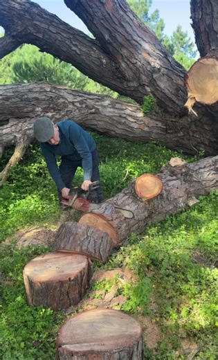 Jonsered 670 Champ Chainsaw Overview