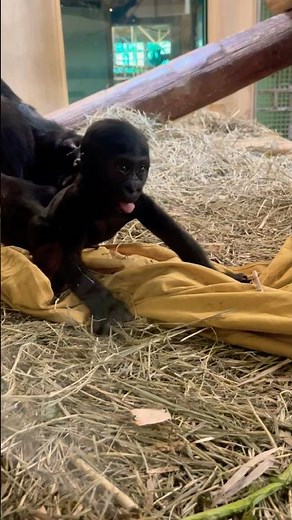 Sully the baby Western Lowland Gorilla 🦍 born in July 2025 at the Cheyenne Mountain Zoo in Colorado
