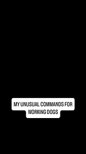 34K views · 7.4K reactions | My unusual commands for my working dogs ☺️ 16 year old me had never trained a working dog before buzz 藍 he’s not the best but gets the job done and loves every minute ☺️ | Farmer Belle | Facebook