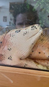 236K views · 6.5K reactions | If there is a tight space to be squeezed into Cleo is going to find it! What’s the strangest place your pet likes to get comfortable? 樂 #boa #redtail #snake #reptiles #python #cat #dog | Herpin Hippie | Facebook