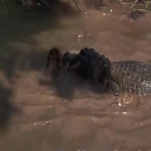 50K views · 420 reactions | The great battle between the giant python and the crocodile: Who rules the swamp? Join my group : Animals Kingdom  Thank you so much  | Pets Family | Facebook