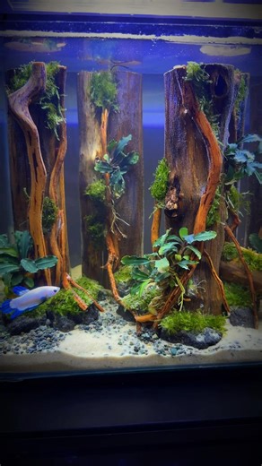 Perfect Blue Rim Betta strain! Gorgeous forest aquascape! #aquarium #aquascape #fish #bettafish