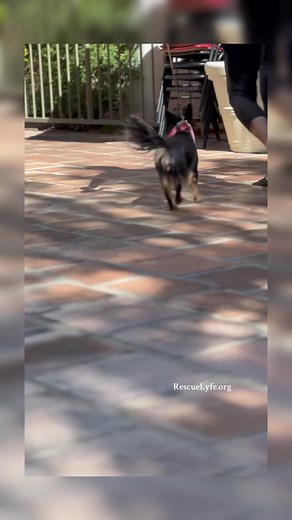 1.6K views · 37 reactions | Meet Cherry  • Approximately 6-year-old...