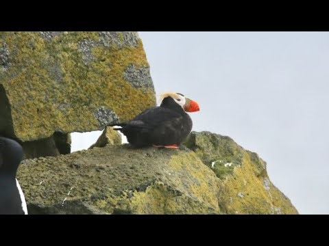 Birding Alaska's St. Paul Island (PUFFINS, Auklets and Murres, Oh My!)