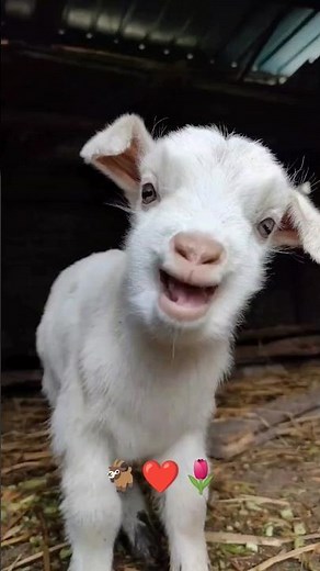Baa-by Talk! Adorable Baby Goats and Their Cutest Sounds Ever! 🐐🌹
