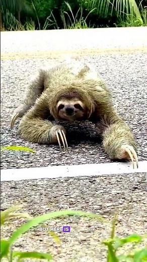 The Animal That Moves in Slow Motion? 🦥 (Sloth Secrets) #wildlife #animals #nature #sloth