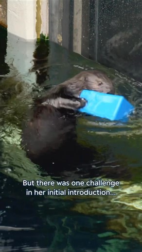 ✨Opal is ready for her close-up! This confident and curious otter explores the world with her teeth. Behind Opal’s fluffy whiskered face is a powerful bite rivaling the king of the jungle! 🦁 Orphaned Opal was rescued and raised behind the scenes as part of our sea otter surrogacy program. Now this sparkly otter’s making a splash by inspiring conservation and awareness for her threatened species. We’re working with Opal in hopes she’ll become a surrogate herself one day, giving orphaned pups a s