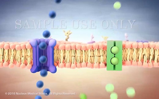 《生物自习室》第3期：细胞膜的流动镶嵌模型