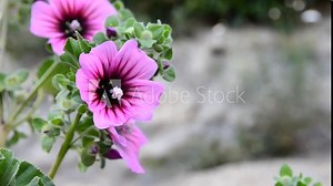 Malva Sylvestris Zebrina or Zebra Hollyhock is vigorous plant with showy flowers of bright mauve-purple with dark veins. Is a cultivar of the common mallow.Selective focus.