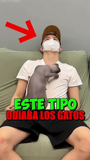 Gatos sin pelo que ensucian todo: la cruda realidad