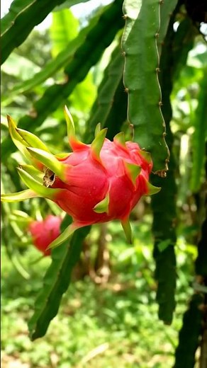 🌱🐉 From Tiny Seed to Stunning Dragon Fruit! 🌸❤️🌱✨ Explore the fascinating life cycle of dragon fruit