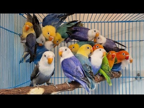 Lovebird Sounds || Sweet Sleep || Natural Song
