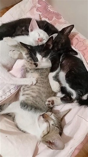 a bunch of tired sleepy kittens 😺❤️#cutecat #catshorts