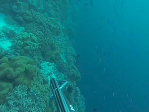 Spearfishing adventures, spearfishing | Fishing Videos