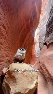 POV: Taking Your Ragdoll Cat to a Slot Canyon… and She Shows You the Best Views 😻🏜️
