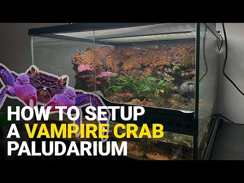 How to Setup a Vampire Crab Paludarium Crabitat / Tutorial