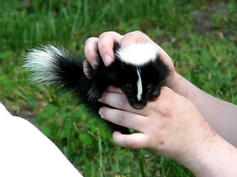 Baby skunk - how they spray