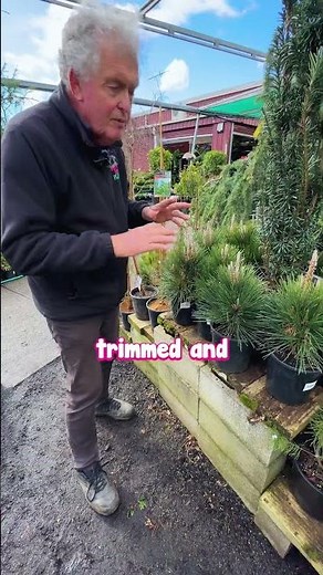 Discover the Majestic Beauty of the Japanese Black Pine!