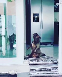 Super Bulldog Dance..😀 Instagram @natalia.estela | Leo Junior Bulldog French