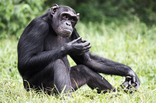 New evidence? No problem. Chimps can weigh conflicting clues, just like humans