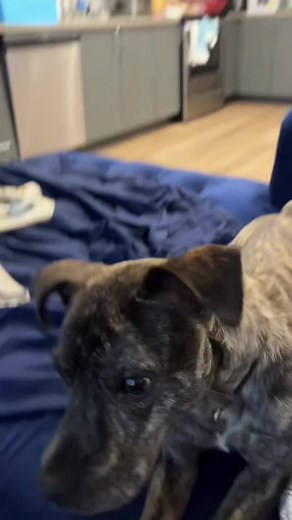 Dog Understands English but Chooses Chaos Every Time