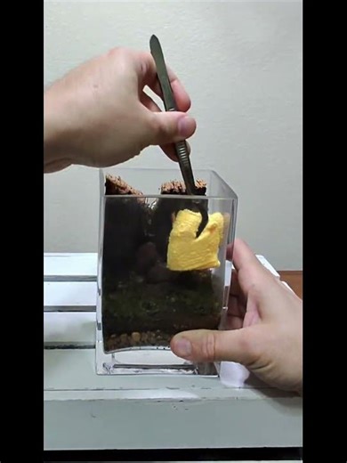 Quick Terrarium Refresh | Replacing a Dead Begonia in a Small Glass Vase