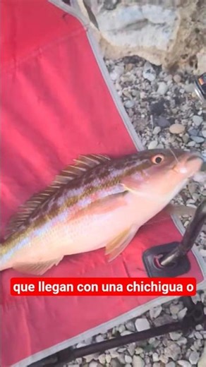 Fishing For YellowTail Snapper