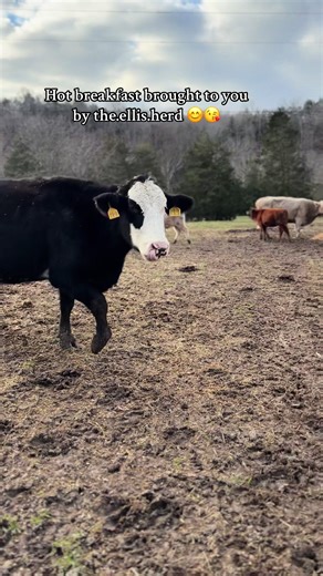 Creative Camera Angles in Farm Life Videos