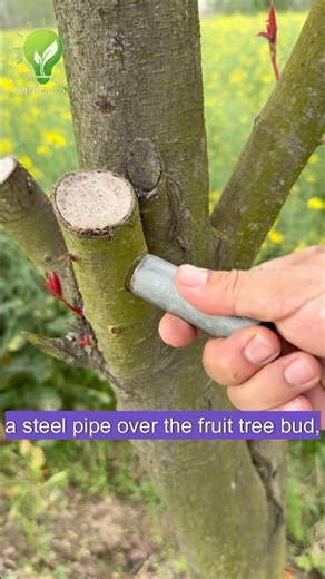 The Art of Tree Grafting Method 🌱 #Grafting #PlantHacks #Plants