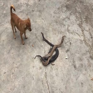 65K views · 666 reactions | Two Cobra Cows Into The Yard Meet The Dog | Wild World | Facebook