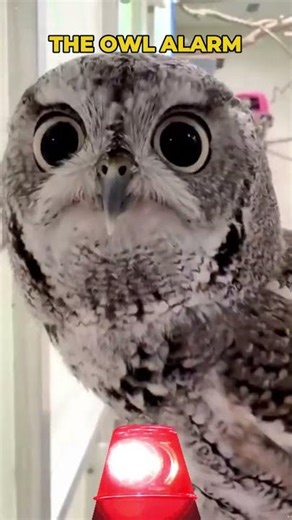 The Best Owl Compilation Part 2