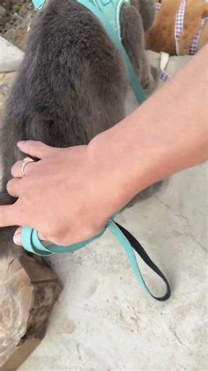 MoMo Angry 😤 LYLY #cat #funny #animals