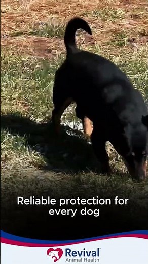 Protect Every Pup with Nobivac